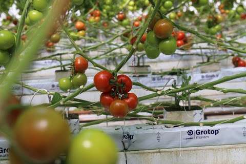 Photo: Lonsdale Tomato Farm